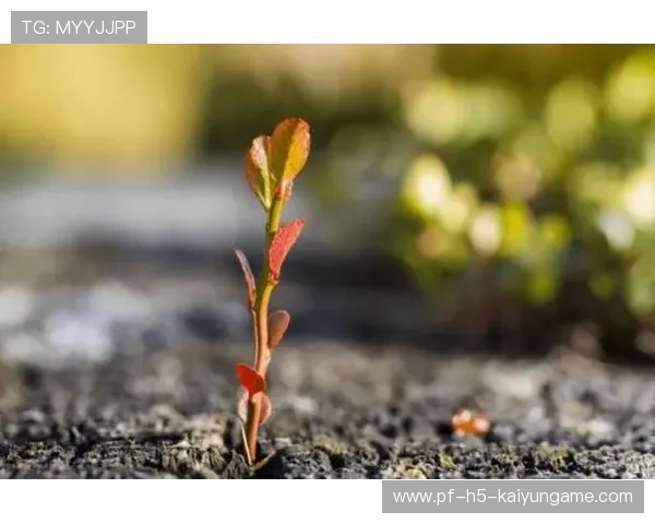 德约称信念是胜利关键：从低谷到巅峰的心灵之旅